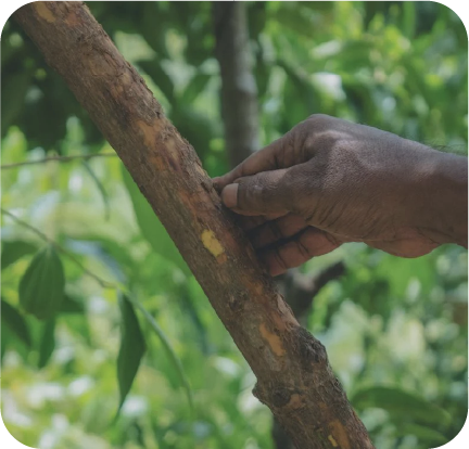 独自のブレンド